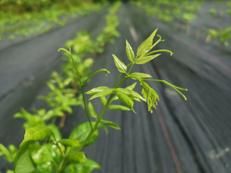 Appearance of the vine tea plant