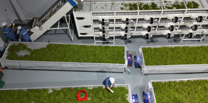 Lai Feng Vine Tea Factory