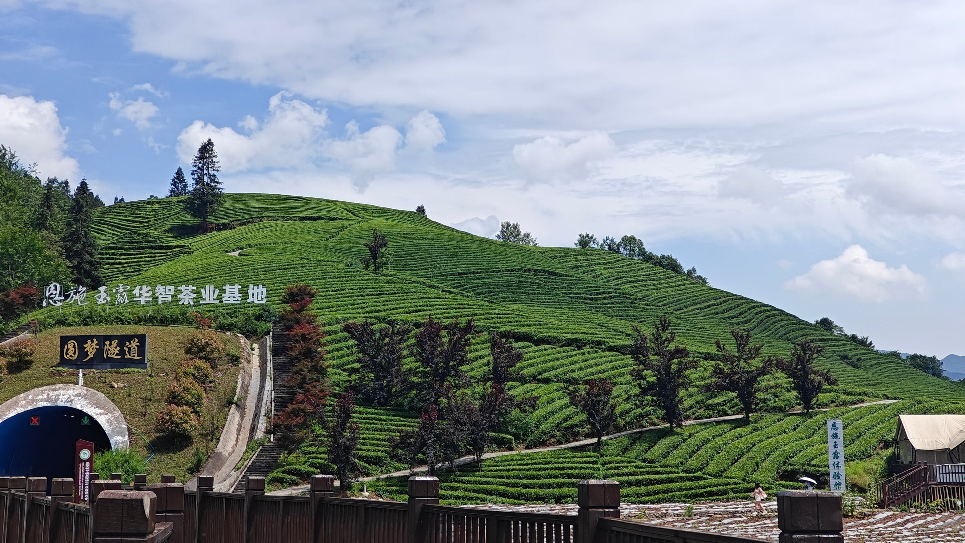 Green Tea Plantations, Natural Scenery