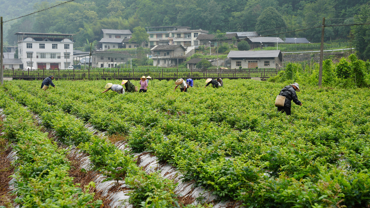 Vine tea fields tea farmers picking tea