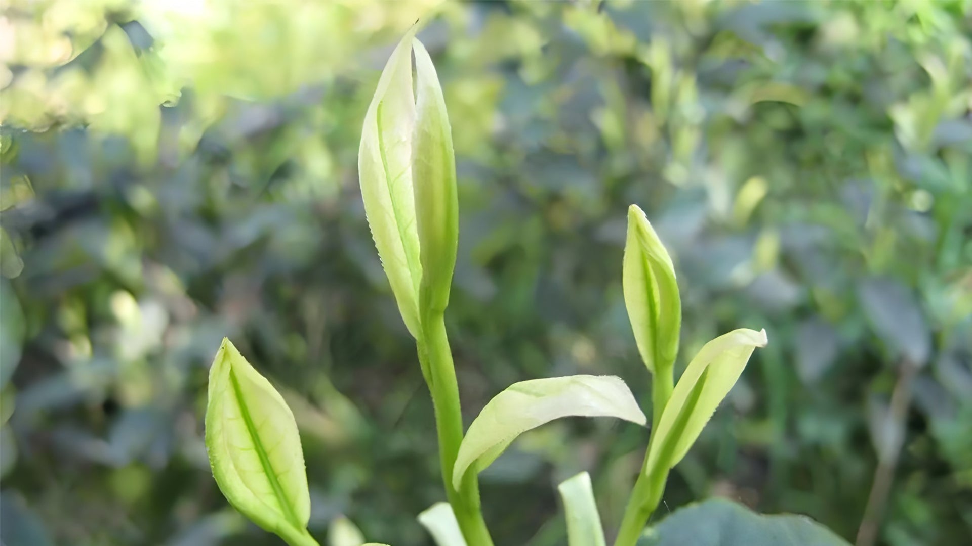 The Story of Xianfeng White-Leaf Green Tea