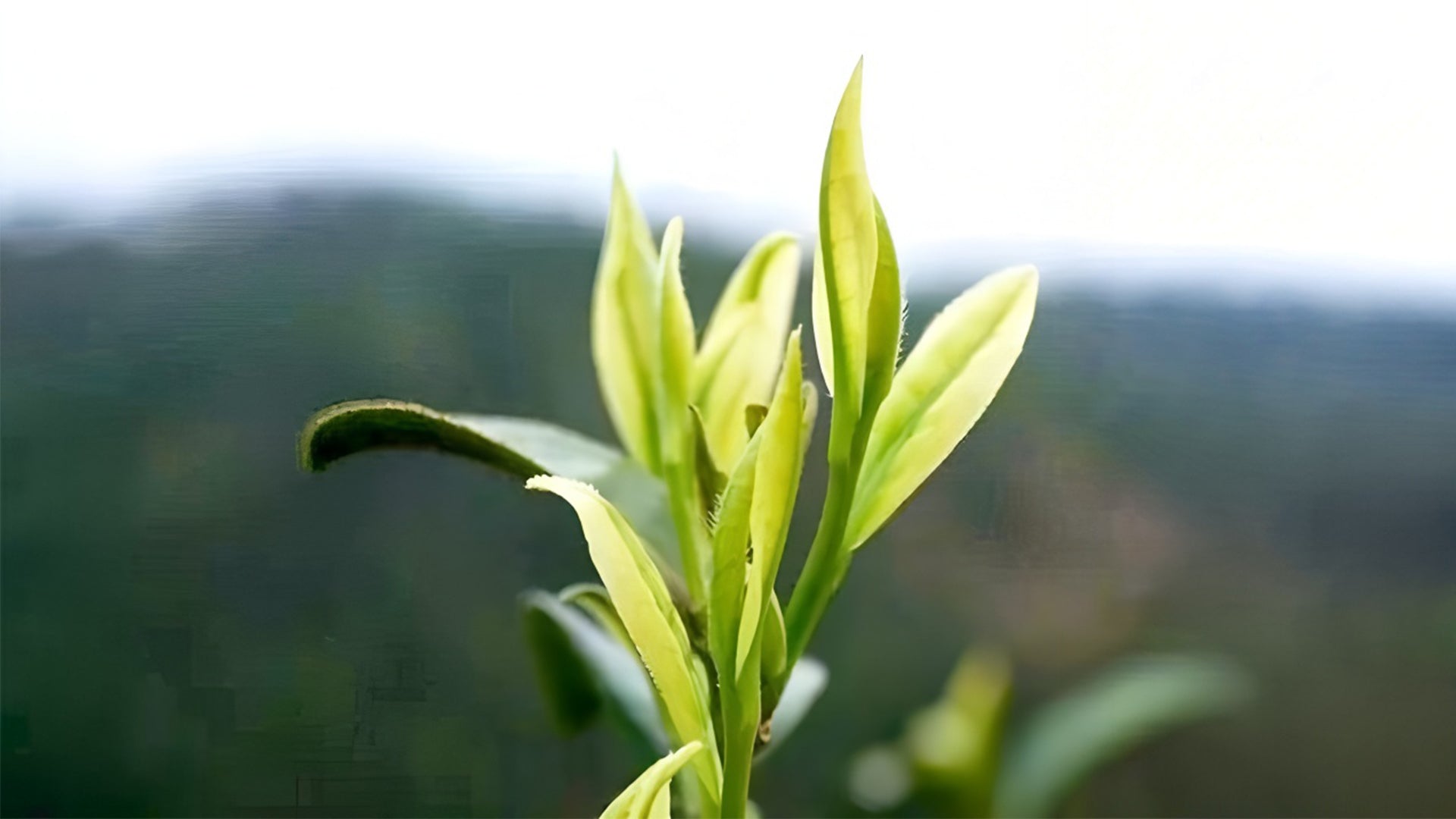 The Story of Xianfeng Golden Leaf Green Tea