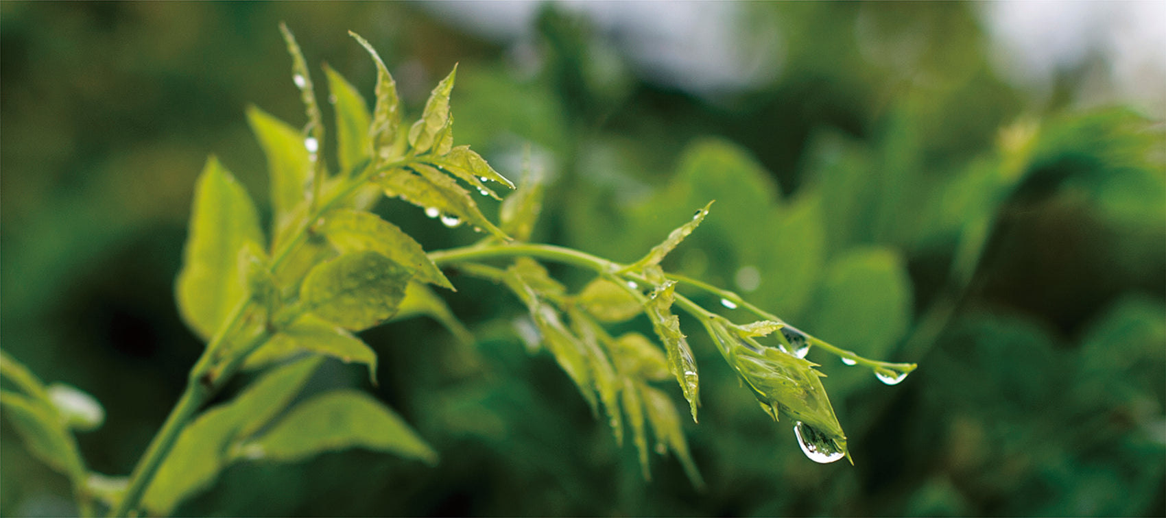Fresh, tender tea shoots glistening with pure morning dew at the high-altitude SeTeng Tea plantation in Enshi.