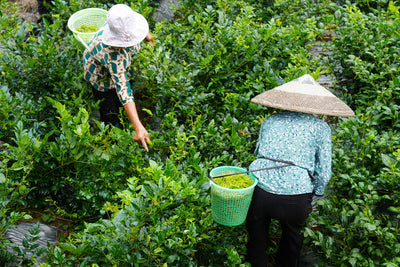 Hand picking fresh tea leaves