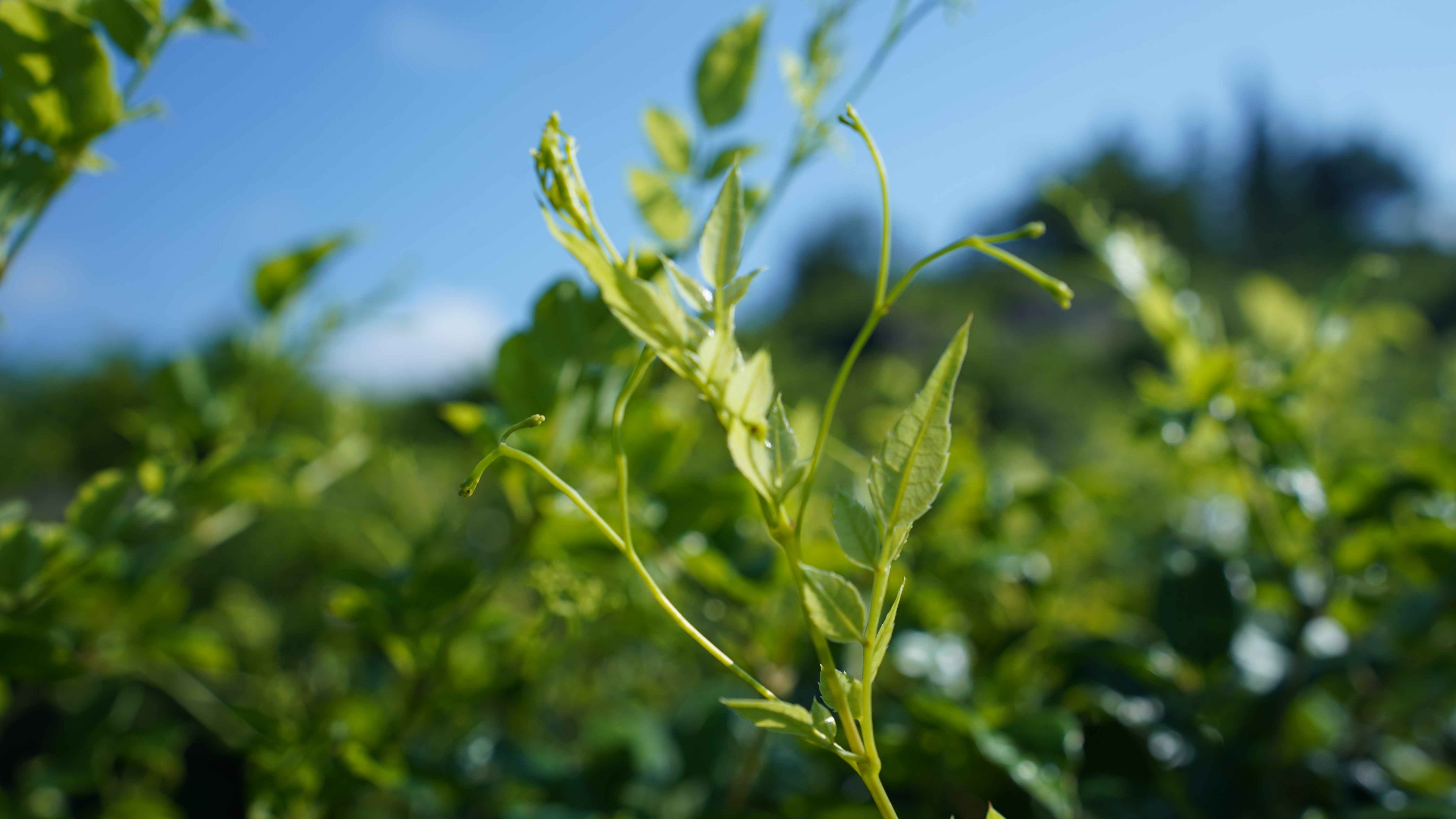 The Story of Vine Tea