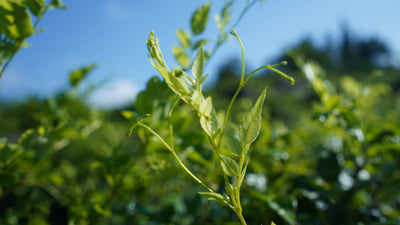 Mountain tea plantation