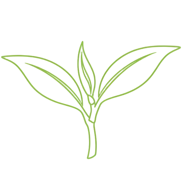 Spring harvest tea icon representing fresh seasonal tea leaves